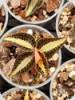 Anoectochilus roxburghii
